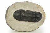 Paralejurus Trilobite Fossil - Atchana, Morocco #331919-2